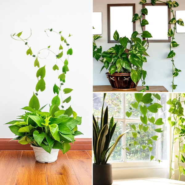LEAFFIX efekt